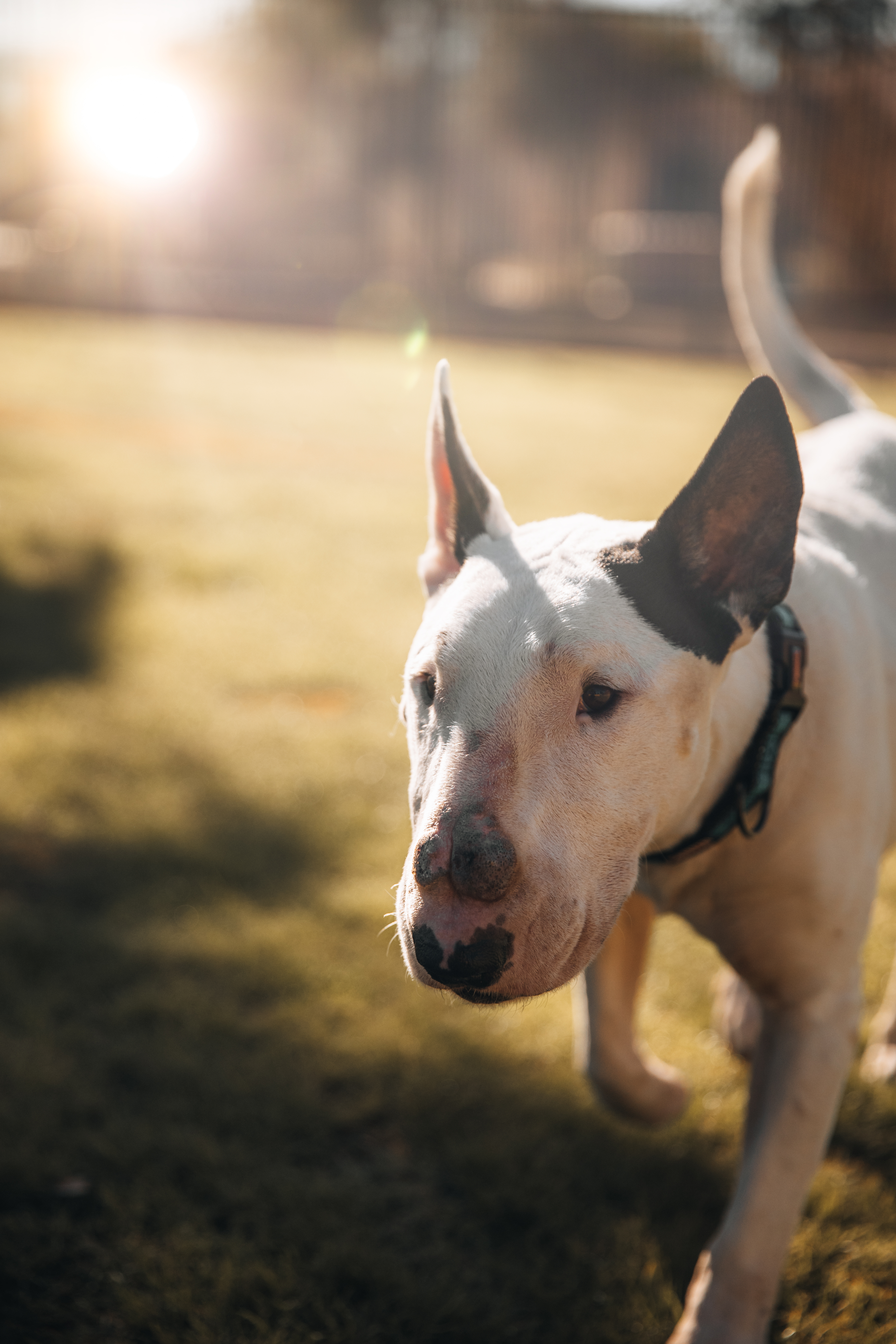 Bull Terrier in sunlight